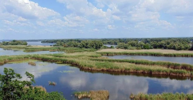 Кабани повернулися на дно Каховського водосховища: там уже росте новий ліс